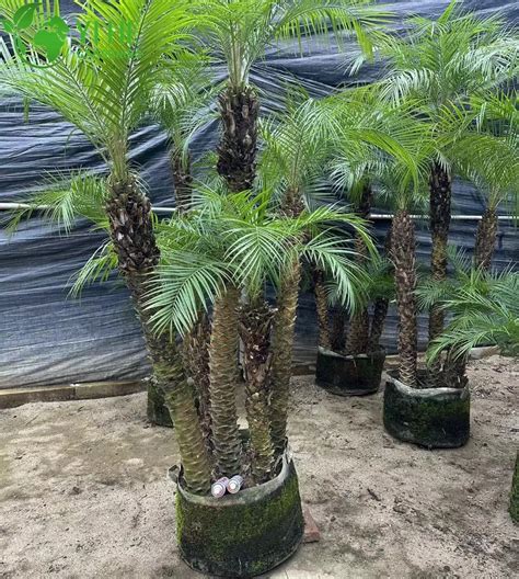 Live Plants Tropical Plant Phoenix Roebelenii Pygmy Date Palm China