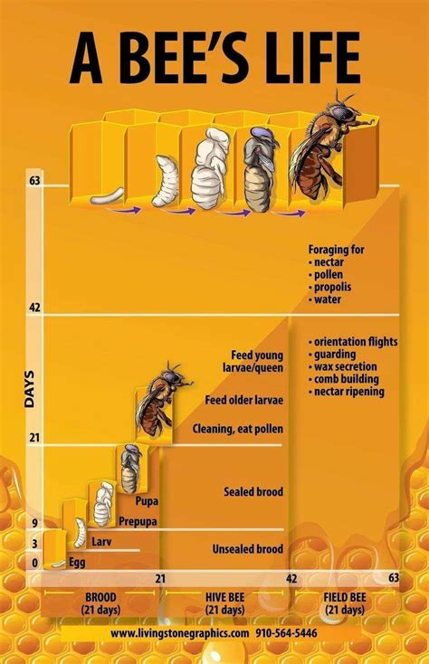 A Bees Life Bee Keeping Honey Bees Keeping Bee Facts