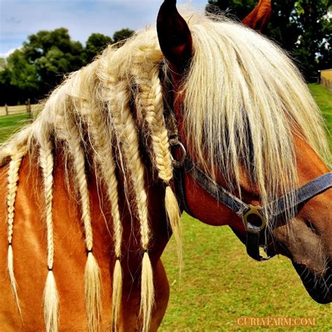 Peacock Appaloosas: The Rarest Horse Color | LearningHorses.com