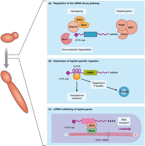 Post Transcriptional Gene Regulation Ppt