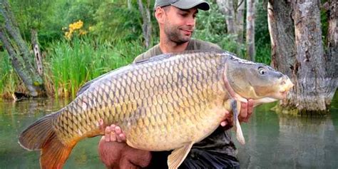 How To Catch Carp Complete Expert Guide For Carp Fishing