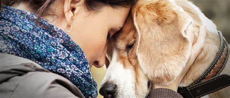 Psicol Gico Ancla Simetr A Cuando Sacrificar Un Perro Violar S Bana Voltaje