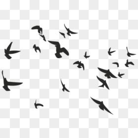 Aves Volando Silueta Png Free Birds Vector Transparent Png Vhv