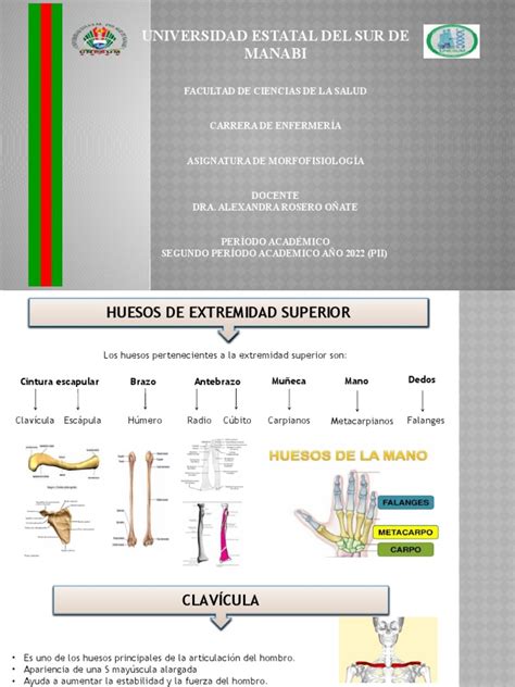 4 Huesos De La Extremidad Superior E Inferior Descargar Gratis Pdf