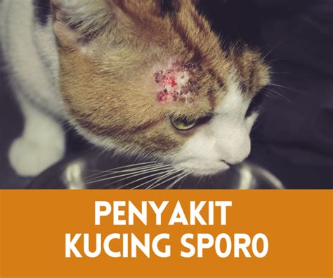 Kenali Penyakit Kucing Sporo 2025 Wajib Tahu • Semuanya Tentang Kucing