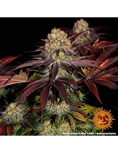 Runtz X Layer Cake Barneys Farm Seeds Feminized Seeds