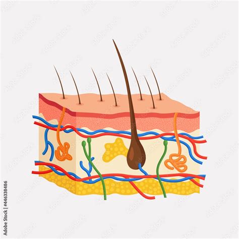 Human Skin Anatomy Layered Epidermis With Hair Bulb Sweat And