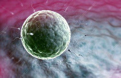 Fertilisation Stock Image C Science Photo Library