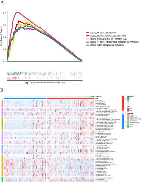 A Gene Enrichment Analysis For Ferroptosis Related Lncrnas Based On Download Scientific