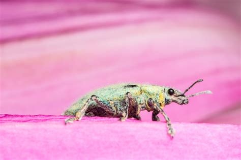 Premium Photo Close Up Of Weevil On Pink Leaf