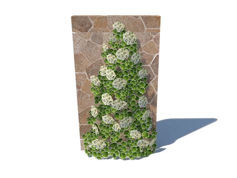 Hydrangea petiolaris - Climbing hydrangea 3D model 3dbrute
