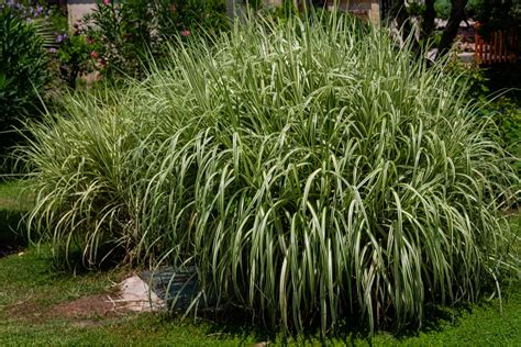 Chinese Grass