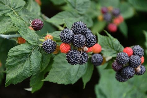 Best Black Raspberry Plants