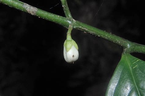 Anaxagorea Luzonensis Annonaceae Image At Phytoimages Siu Edu