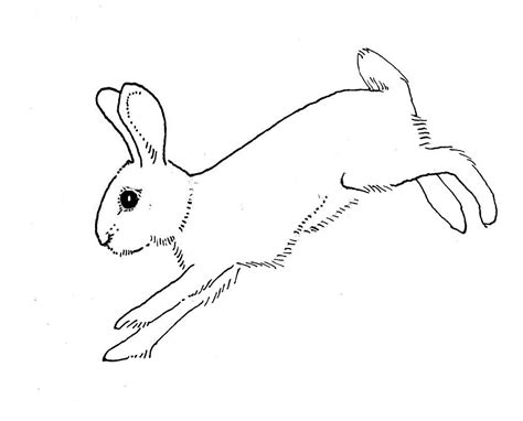 Rabbit Outline Running Bunny Sketches Rabbit Drawing Bunny Drawing