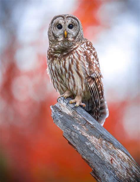 Barred Owl Against Some Of The Prettiest Illinois Fall Foliage 🍁 R