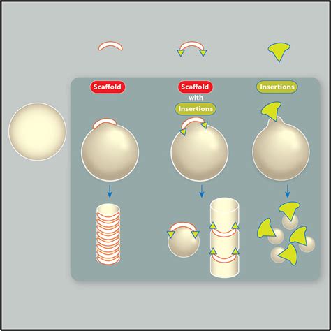 Membrane Fission Is Promoted By Insertion Of Amphipathic Helices And Is