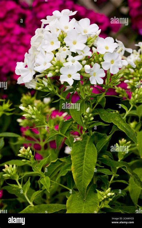 Phlox Paniculata White Stock Photo Alamy