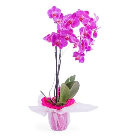 Plantas Para Regalar Consejos Para Elegir E Ideas De Regalo Interflora