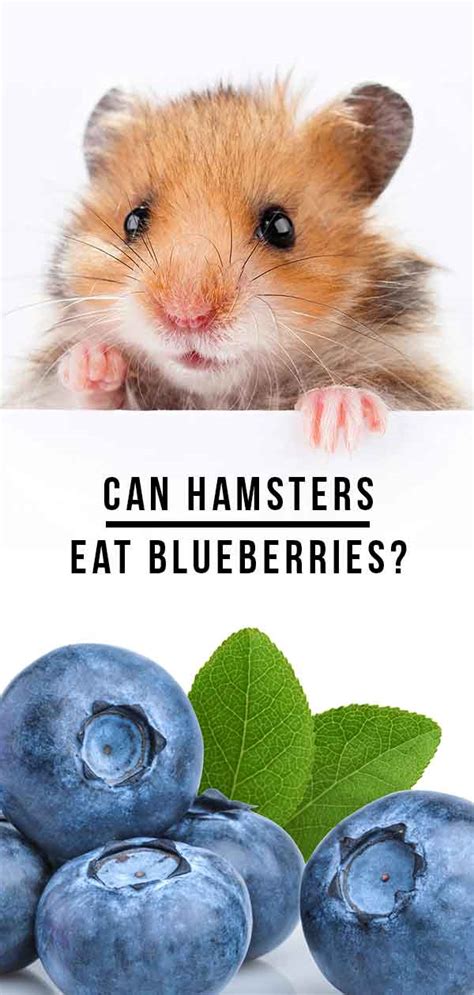 Can Hamsters Eat Blueberries A Dwarf And Syrian Hamster Food Guide