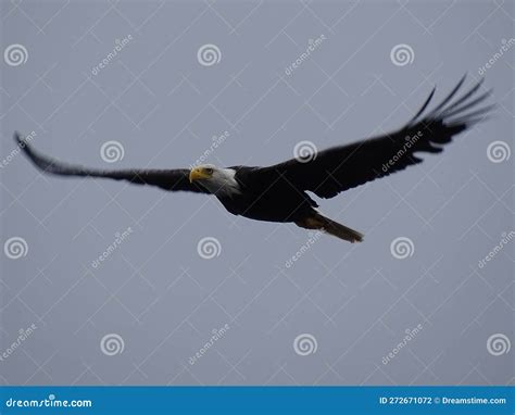 Bald Eagle Flying Under A Blue Sky Stock Photo Image Of Eagle