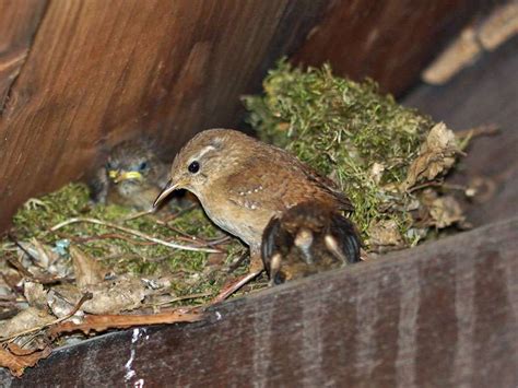 Nistm Glichkeiten Wildvogelhilfe Org