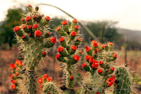 Discover 25 Fascinating Facts About The Caatinga The Only Biome That