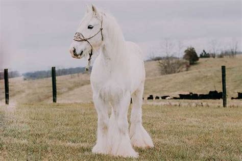 Gorgeous Fairytale Purebred Gypsy Vanner Gelding Anyone Can Ride Gentle