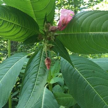 Himalayan Balsam Profile And Resources Invasive Species Centre