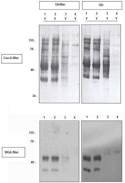 Inhibitory Effect Of Tunicamycin On Filament Growth And Its Associated