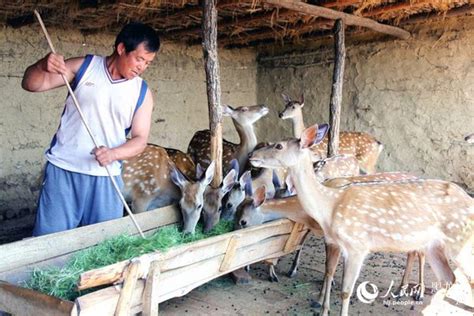 黑河市爱辉区上马厂乡特色养殖致富“鹿”助农民增产增收饲养增产凤凰资讯