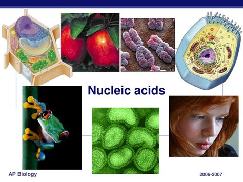 PPT - Nucleic Acids PowerPoint Presentation, free download - ID:5327998