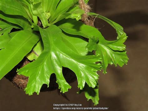 Photo Of The Leaves Of Crested Bird S Nest Fern Asplenium Antiquum