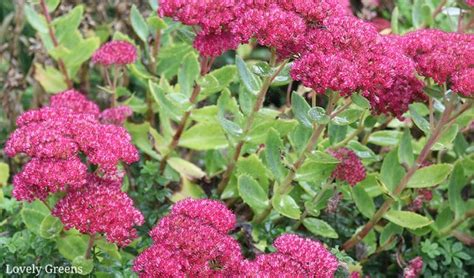 How To Propagate Sedum Spectabile From Cuttings • Lovely Greens