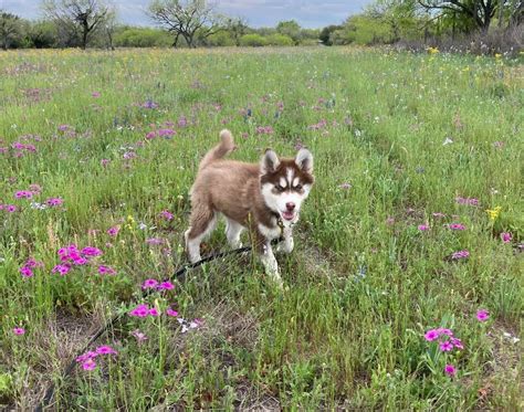 How To Train A Husky: Ultimate Guide (5 Things To Do First)