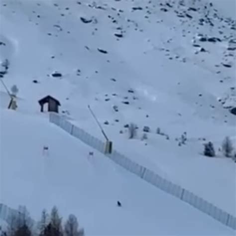 Santa Caterina Valfurva Tre Lupi Corrono Sulle Piste Da Sci Cronaca