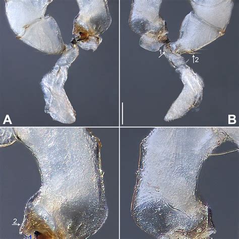 Belisana Bubeng Sp Nov Holotype Male A B Pedipalp Bulb Removed