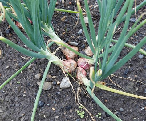 When To Harvest Shallots And How To Lift The Bulbs Correctly Homes