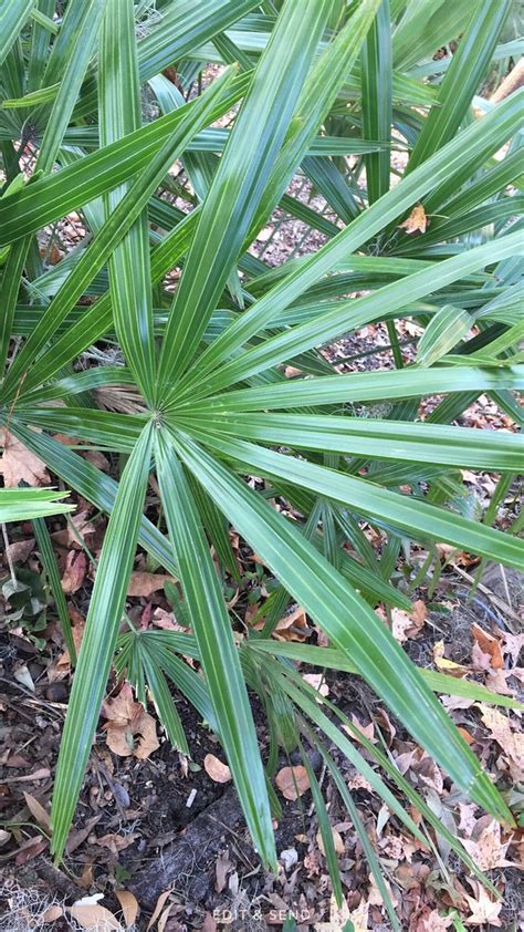 Rhapidophyllum Hystrix Leaves Arecaceae Needle Palm Nee Flickr