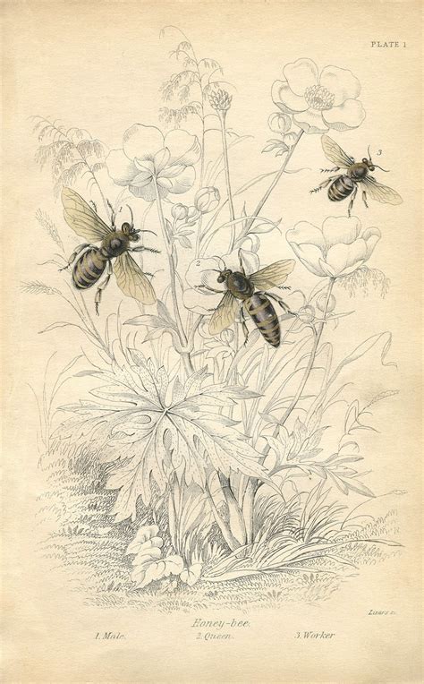 Vintage Printable Honey Bees Instant Art The Graphics Fairy