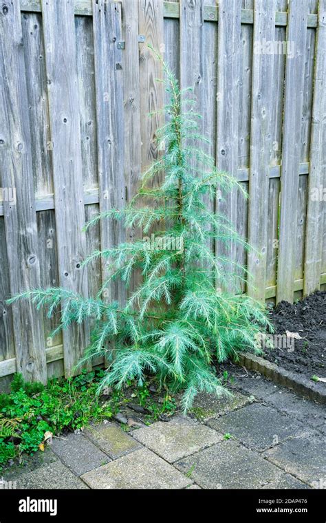 Deodar Cedar Tree Hi Res Stock Photography And Images Alamy