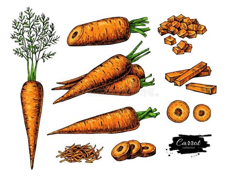 Carrot Hand Drawn Vector Illustration Set Isolated Vegetable Stock