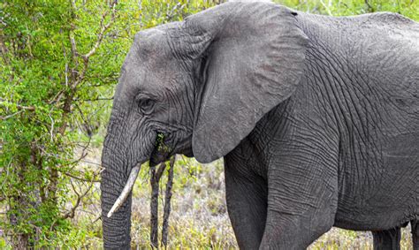 Big FIVE African elephant Kruger National Park safari South Africa. 4964108 Stock Photo at Vecteezy