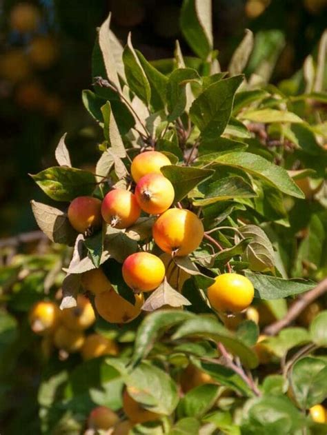 Best Zone 5 Fruit Trees: Standard, Dwarf & Unique / Exotic Varieties