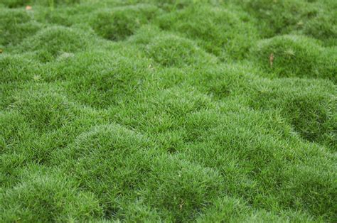 Home Outdoor Sagina Irish Moss Moss Plant Irish Moss Growing Moss