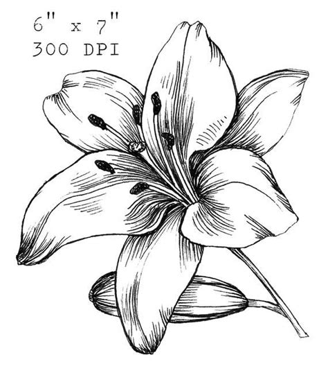 Lily Flower Clip Art Black And White