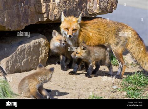 Usa Colorado Breckenridge Red Fox Mother With Kits Stock Photo Alamy