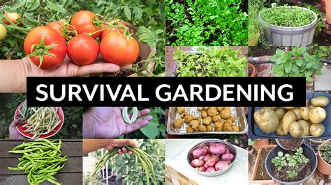 Survival Gardening Top 5 Vegetables To Grow In Your Garden In An