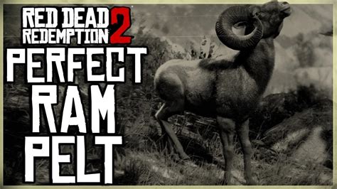 Ram Location RDR2: How to Hunt it & Where to Find it? | Gamerz Gateway