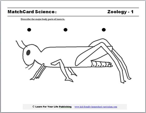 Zoology Curriculum